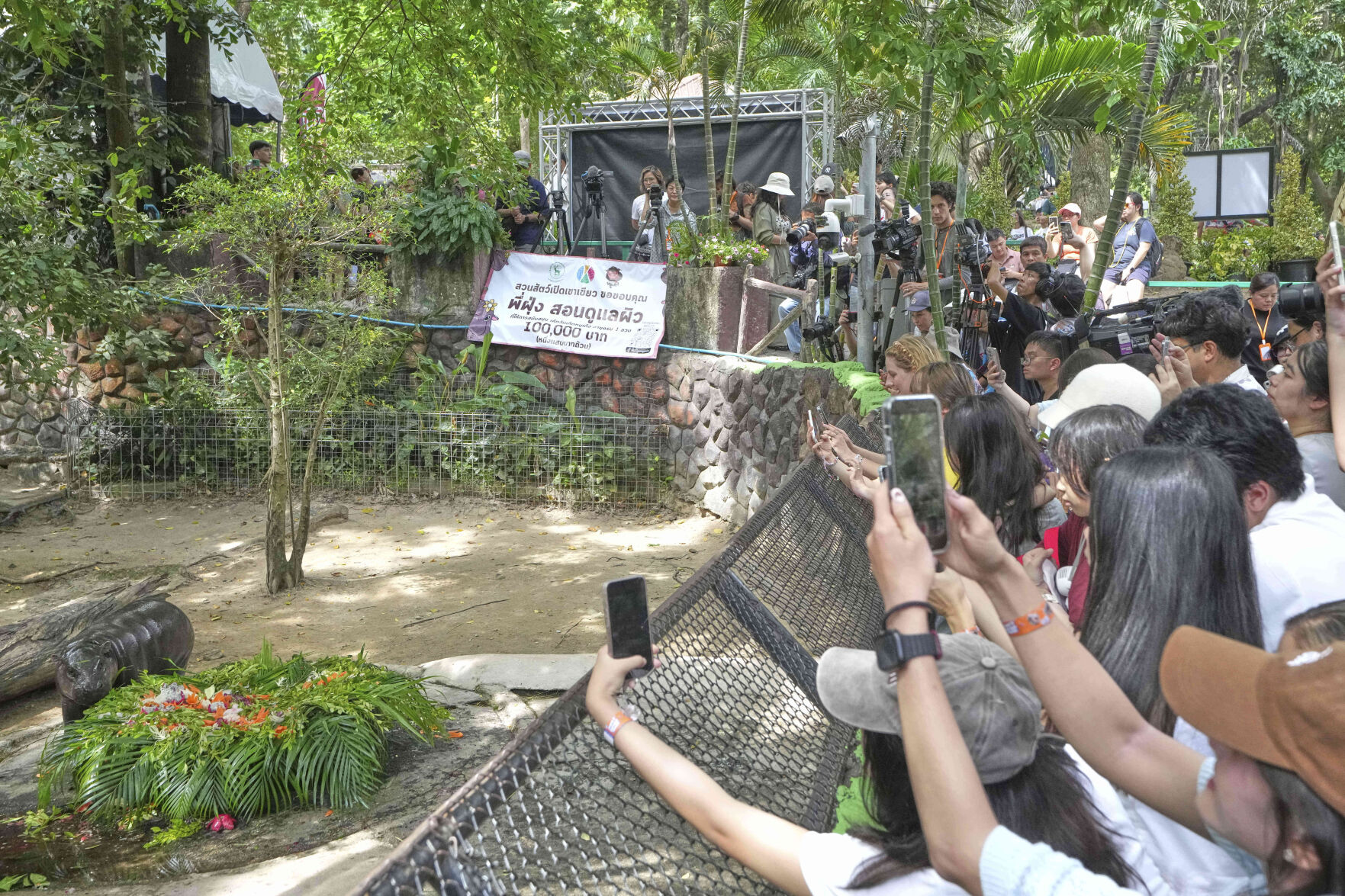 Thailand Moo Deng